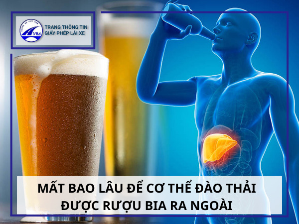 Cách làm hết nồng độ cồn trong hơi thở một cách THẦN TỐC 9 Mất bao lâu để cơ thể đào thải được rượu bia ra ngoài